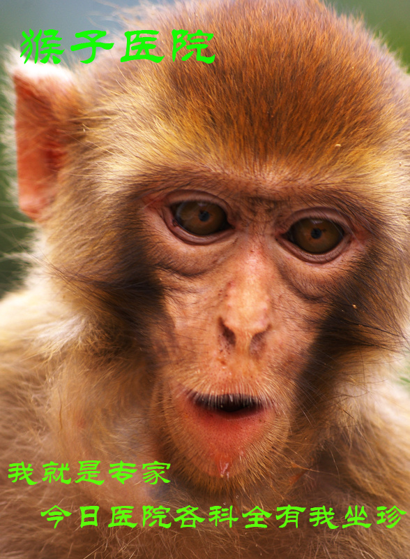 【猴子医院的故事2摄影图片】湖北十堰茅塔河