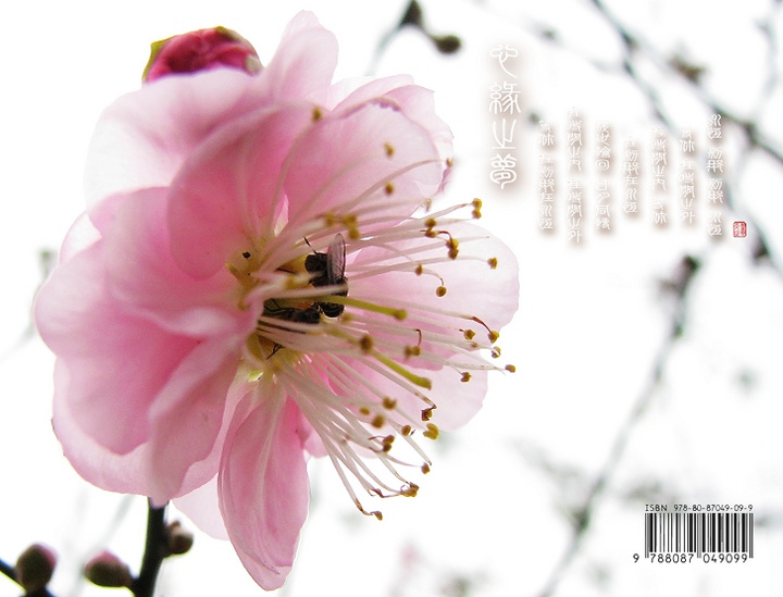 【萝岗香雪摄影图片】广州萝岗生态摄影