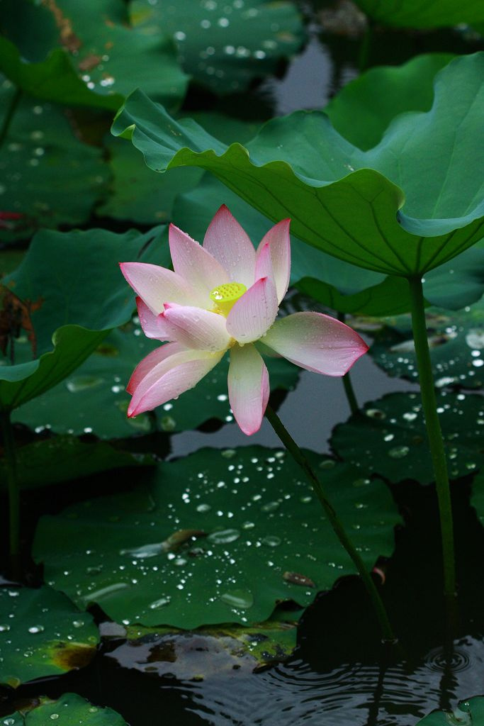 洪湖雨中行!
