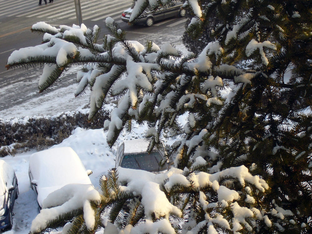 北风吹雁雪纷纷!