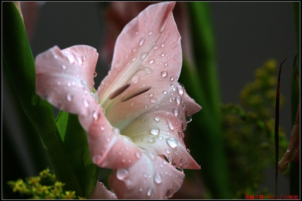 雨中花