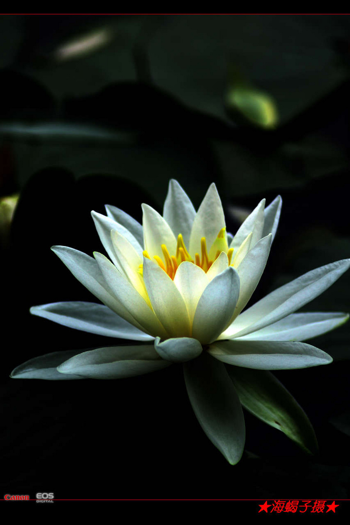 【出污而不染的白莲花摄影图片】温州生态摄影