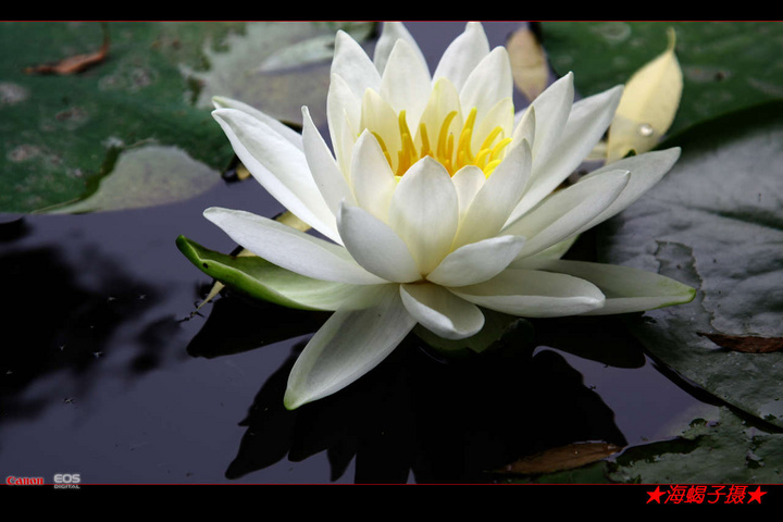 【出污而不染的白莲花摄影图片】温州生态摄影