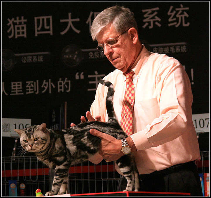 【国际名猫展赛裁判(2)摄影图片】北京世纪金