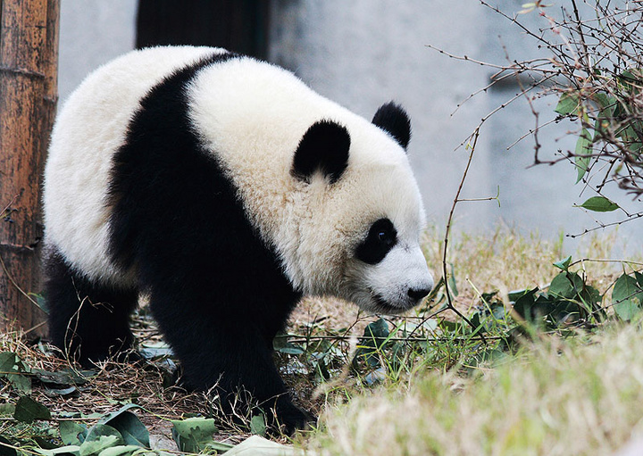 【一只熊猫的历险记摄影图片】四川 大熊猫繁殖基地