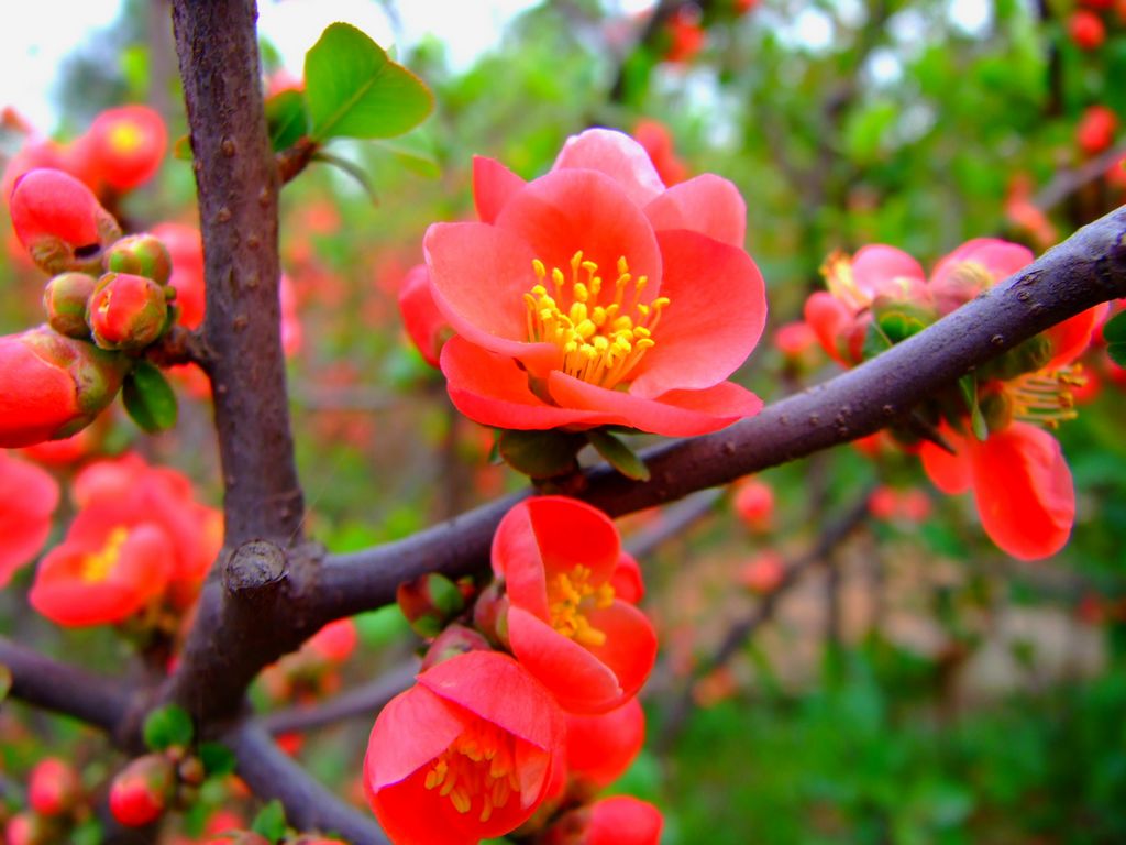 腊梅花