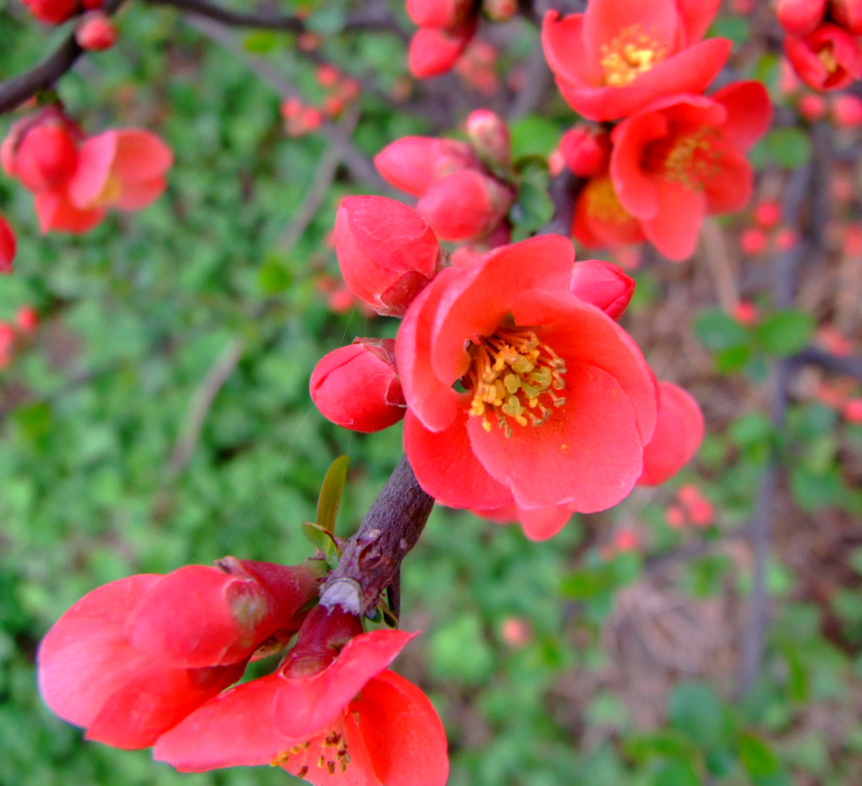 20种传统花卉花香排名，第一您知道是什么花？ - 知乎