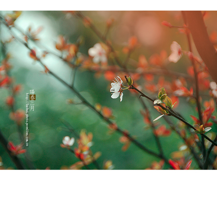 阳春三月