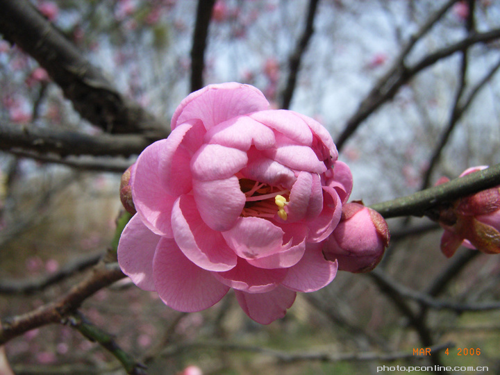 梅花争艳