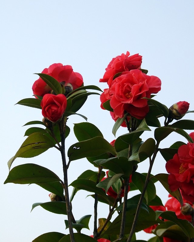 茶花