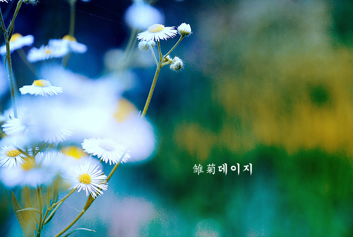 雏菊·初遇(配诗)