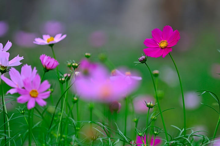 小花,秋英