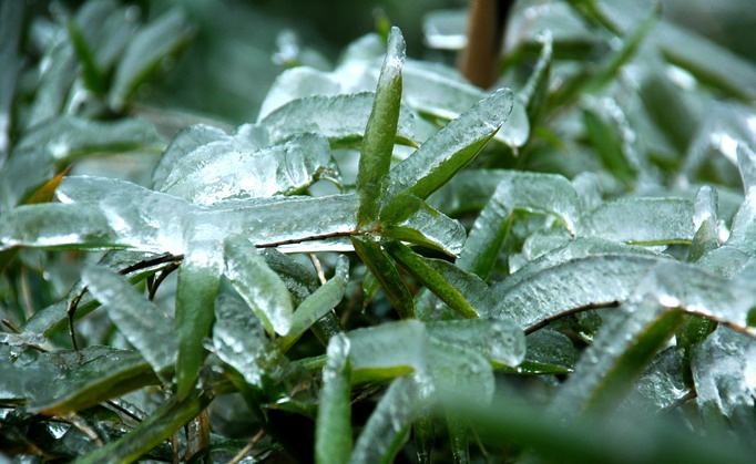 雪凝 太平洋电脑网