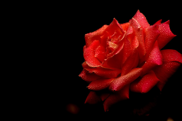 含泪的玫瑰