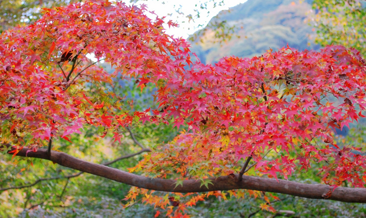 【秋日红叶摄影图片】日本京都生态摄影_ 阳光心态