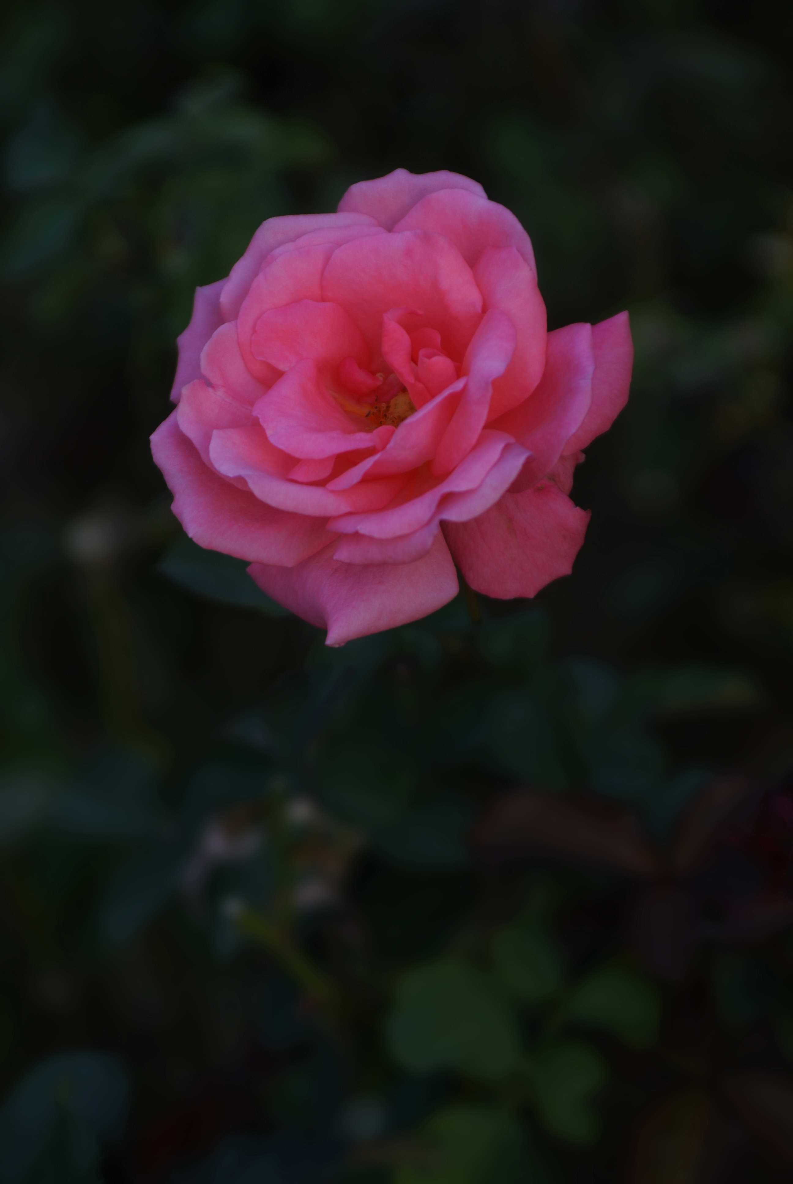 学拍花