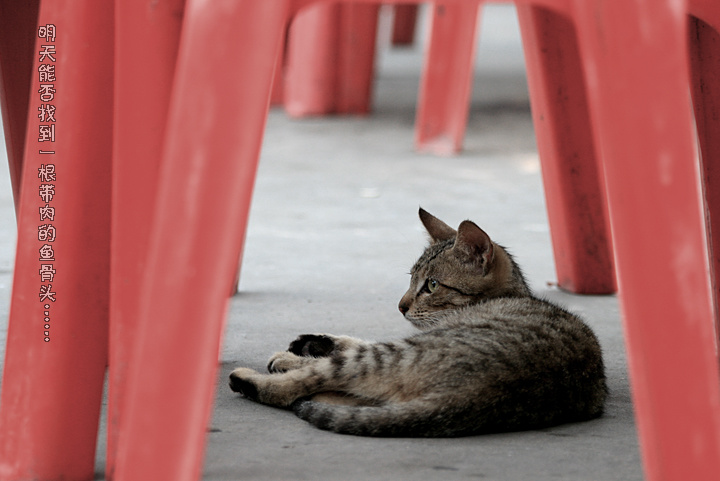 生活·城市流浪猫(二)
