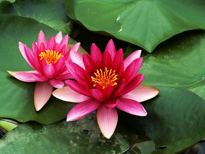 初夏睡莲花 (共p)