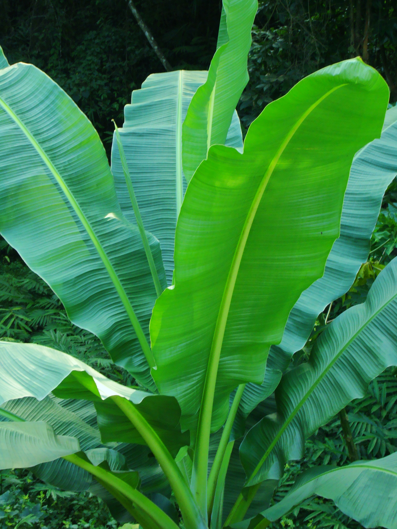 香蕉树是一种草吗,香蕉树到底是树还是草,香蕉树_大山谷图库