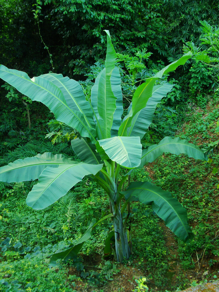 【香蕉树摄影图片】橡胶林边生态摄影_太平洋电脑网摄影部落