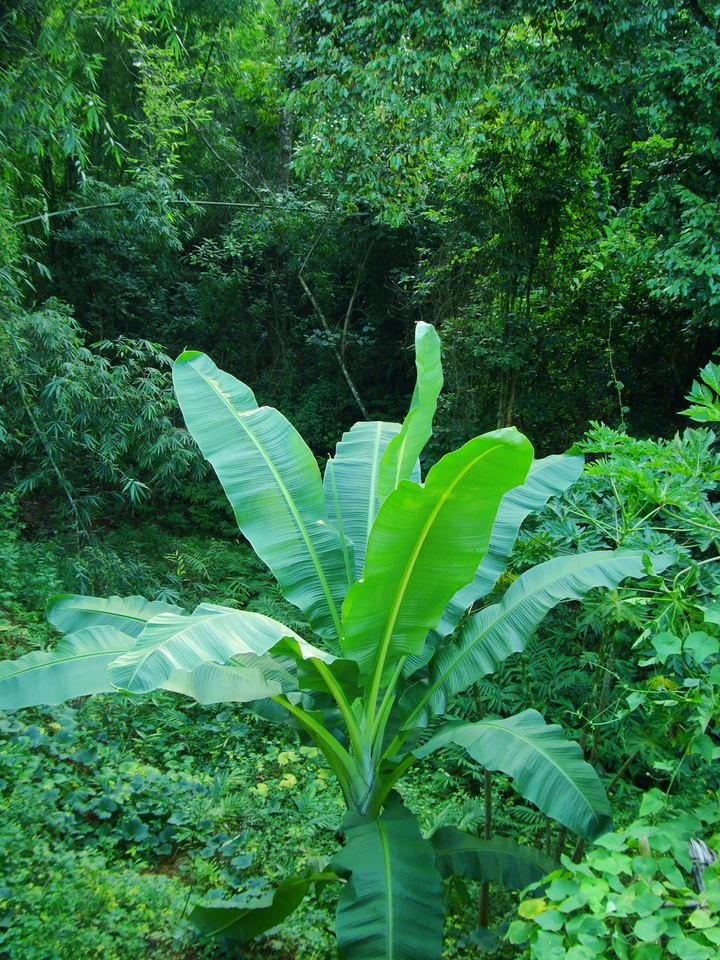 【香蕉树摄影图片】橡胶林边生态摄影