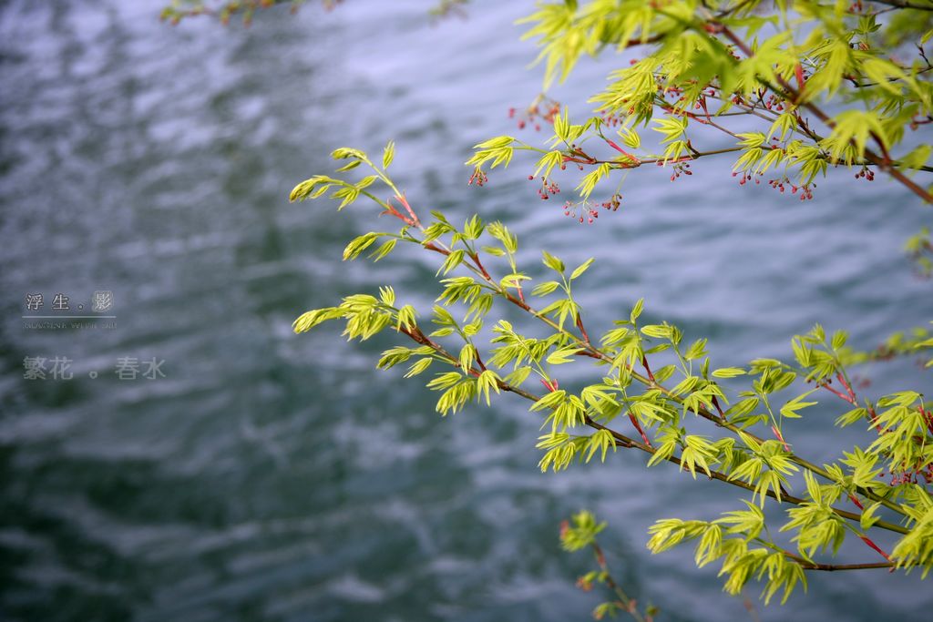繁花.春水