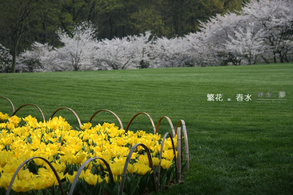 繁花.春水