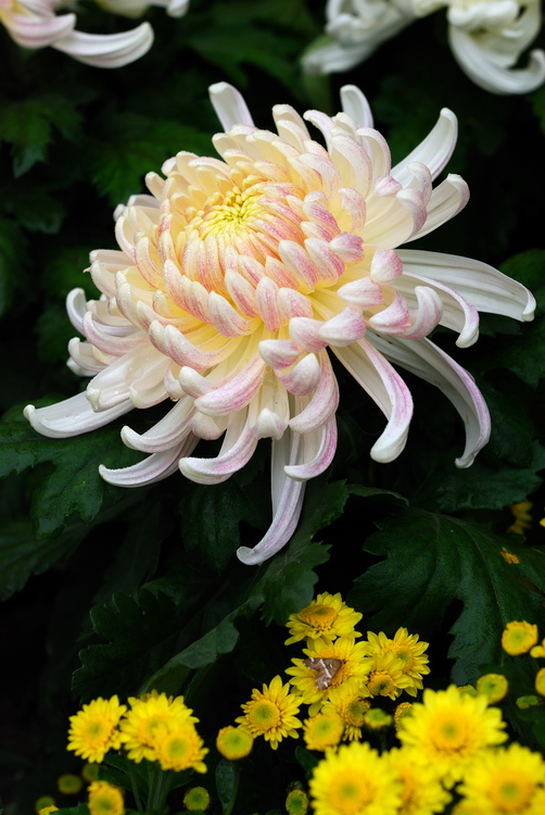 秋日赏菊
