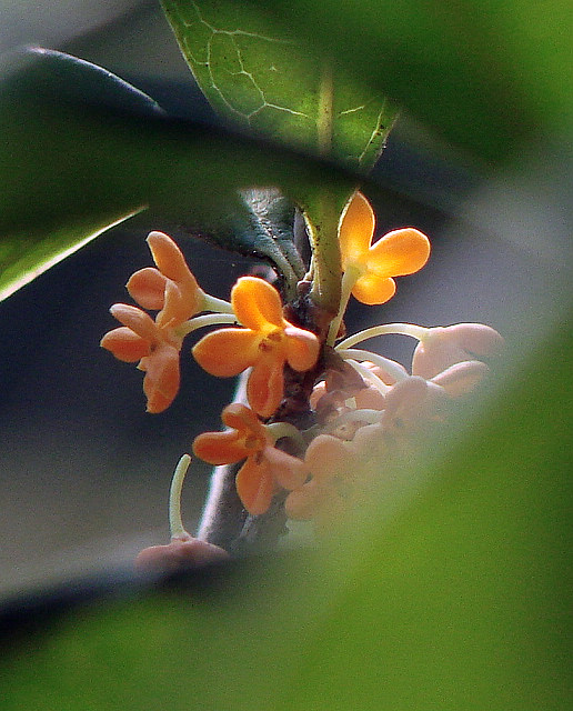 桂花