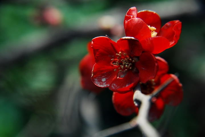 【红莓花儿开摄影图片】上海生态摄影
