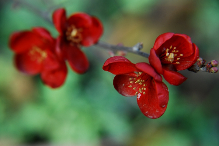 【红莓花儿开摄影图片】上海生态摄影
