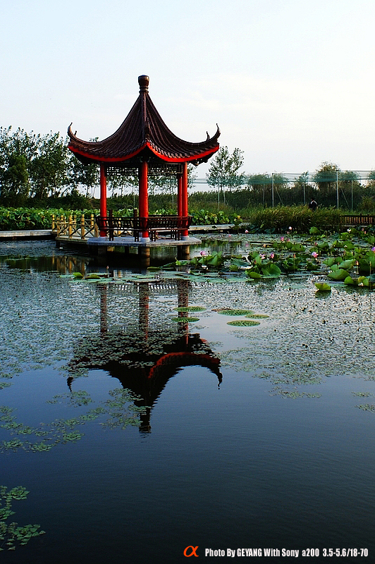 江苏泗洪湿地自然保护区风光