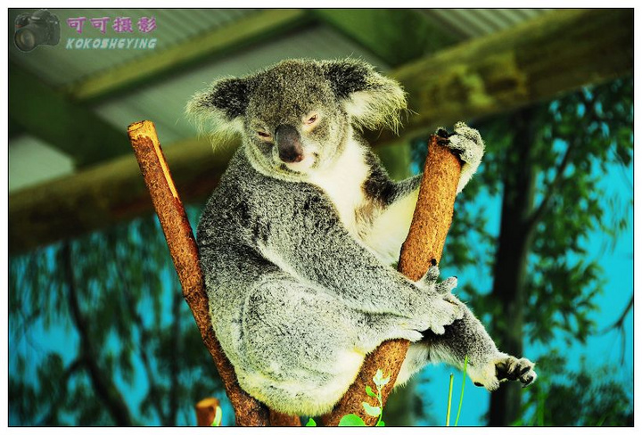 【澳洲·树熊摄影图片】澳大利亚生态摄影