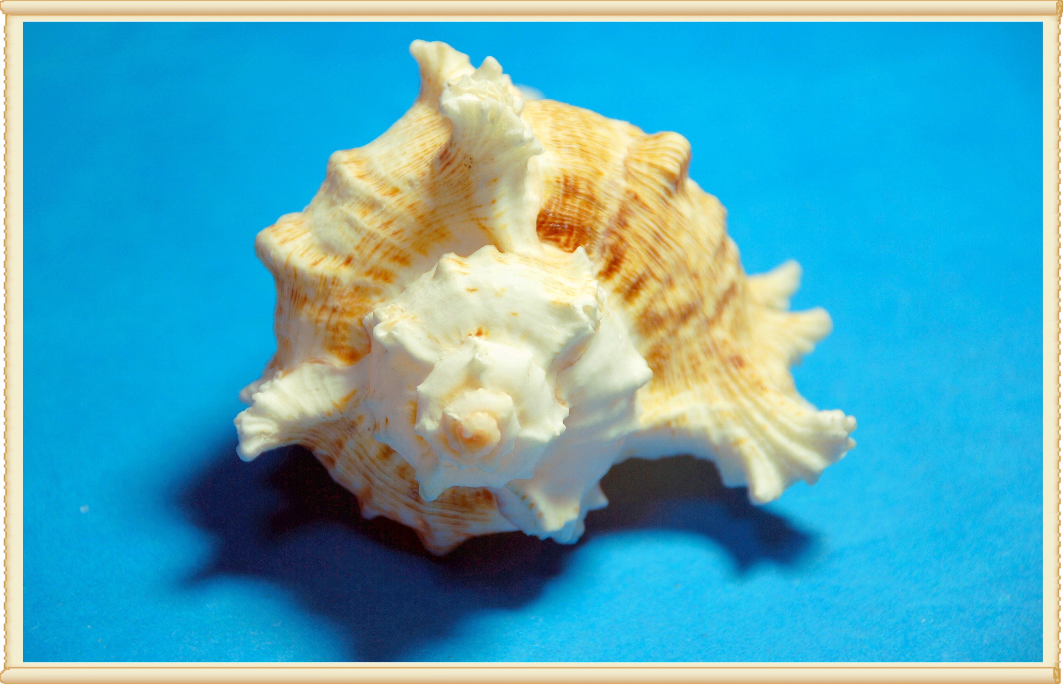 高清晰贝壳摄影-Shell