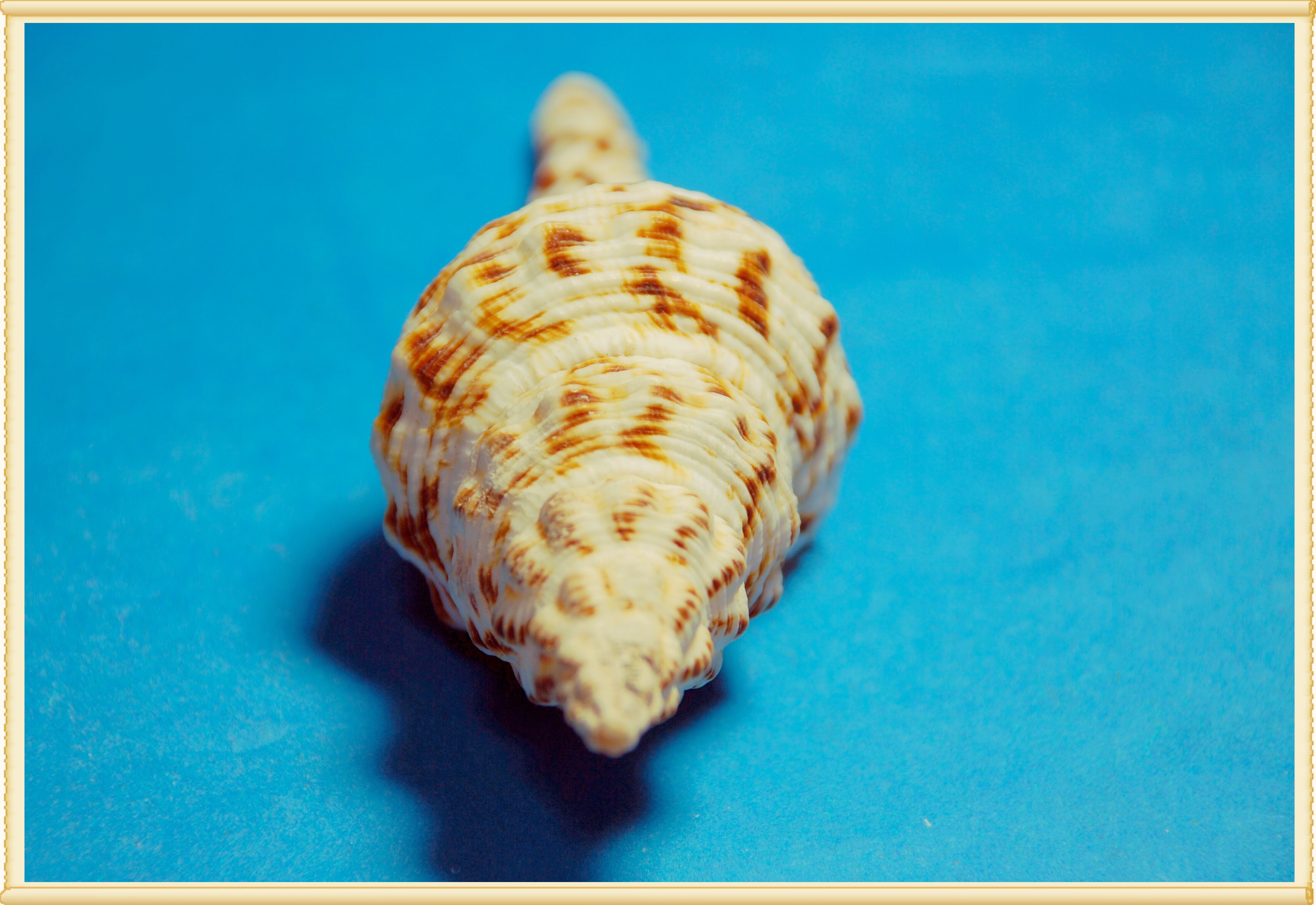 天然贝壳海螺海星组合套装选什么牌子好 同款好推荐