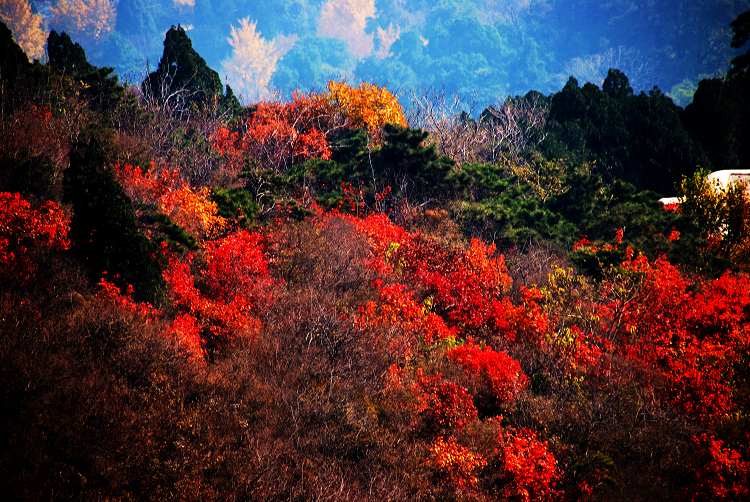 今年的香山