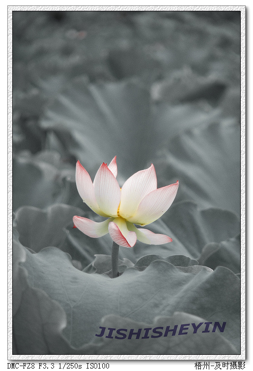 优雅,脱俗,淡然,高贵09新作荷花图