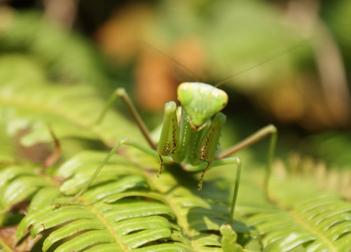 【螳螂蚂蚱摄影图片】广西龙胜生态摄影