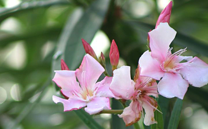粉花夹竹桃(共p)