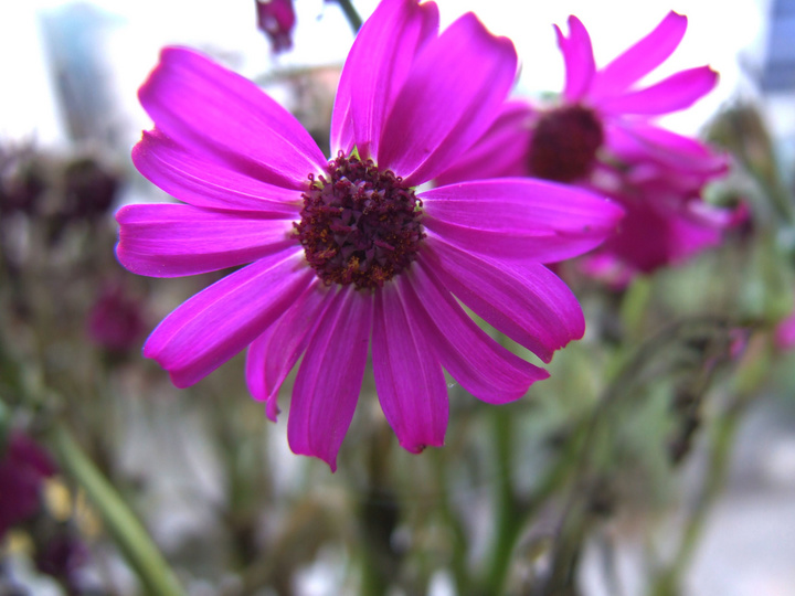 小花