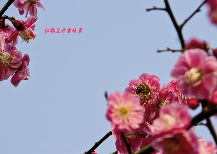 【红莓花儿开摄影图片】杭州灵峰风光旅游摄影