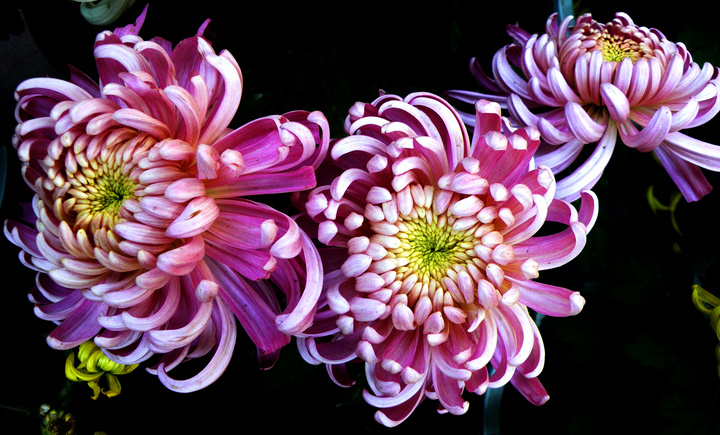 秋菊2