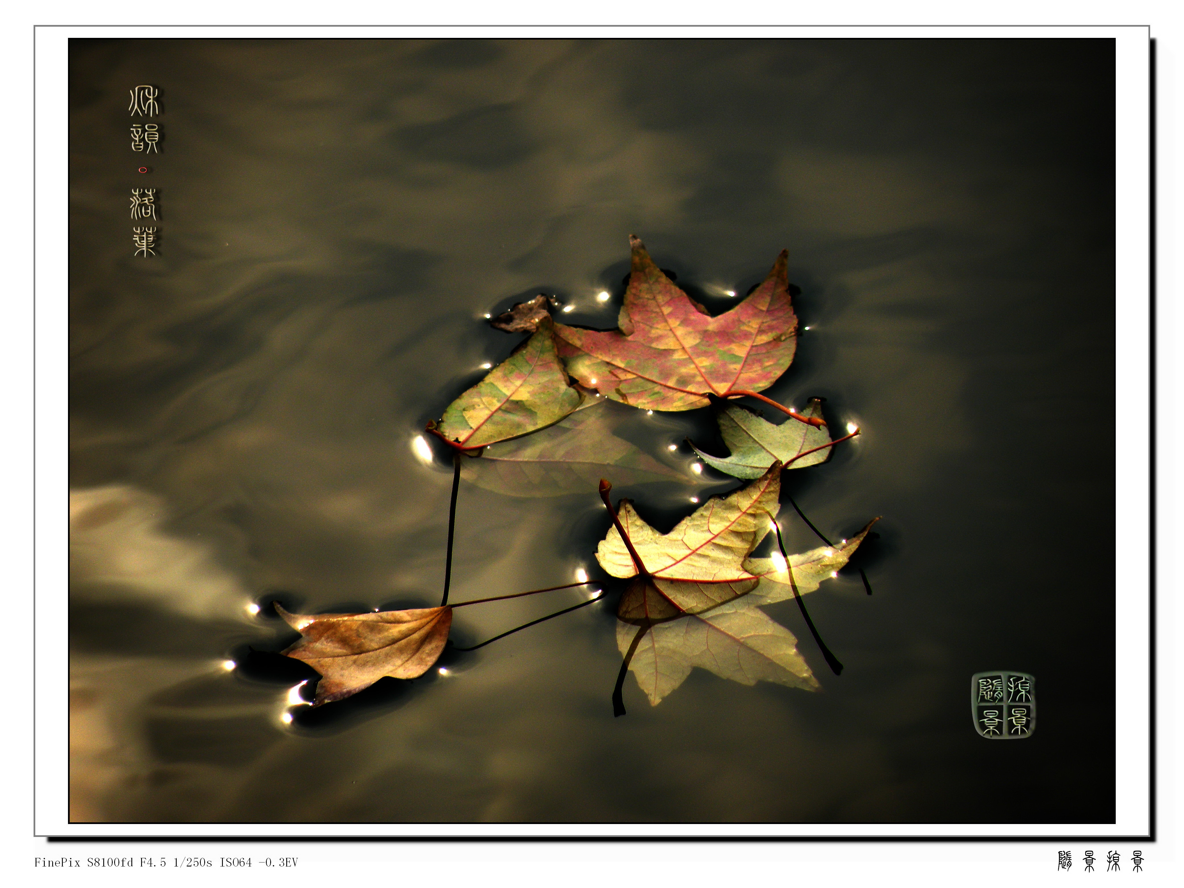 秋季白天水面落叶户外植物摄影图配图高清摄影大图-千库网