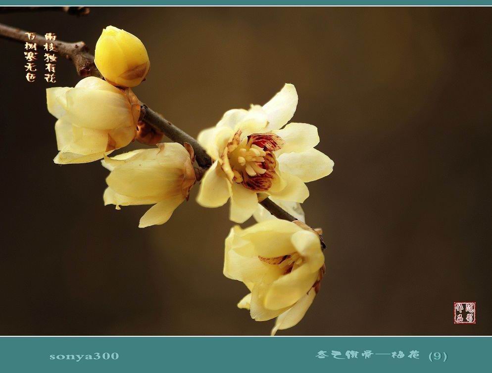 冬之傲骨—腊梅花