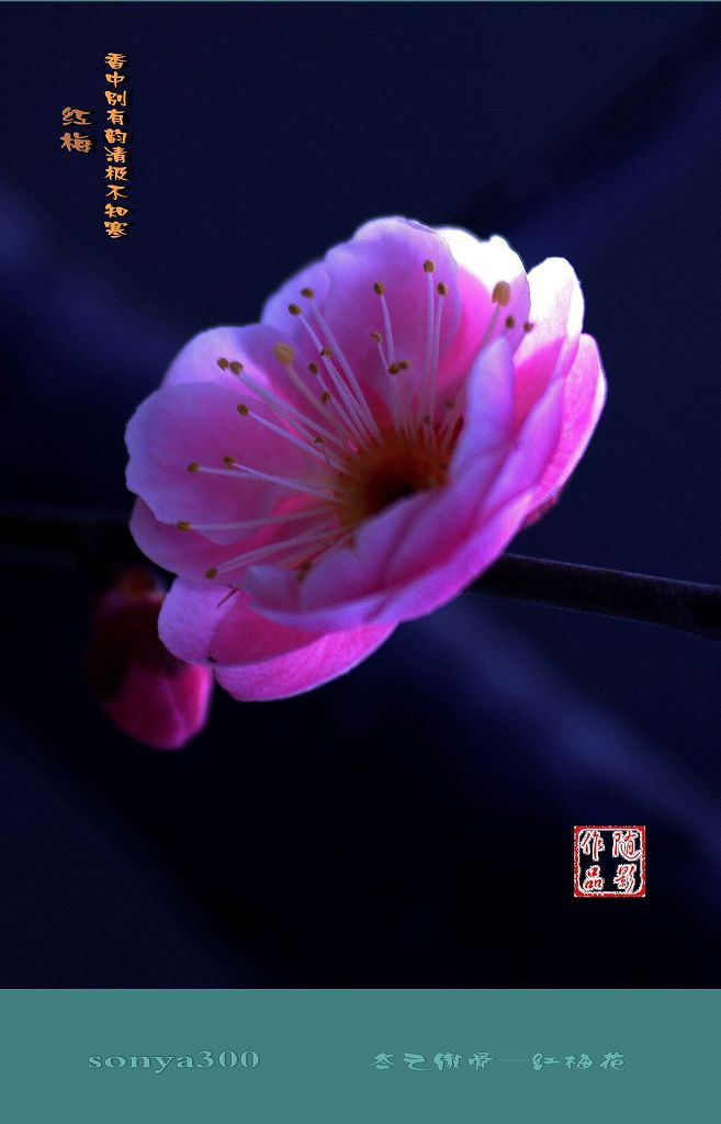 冬之傲骨—红梅花 (共p)