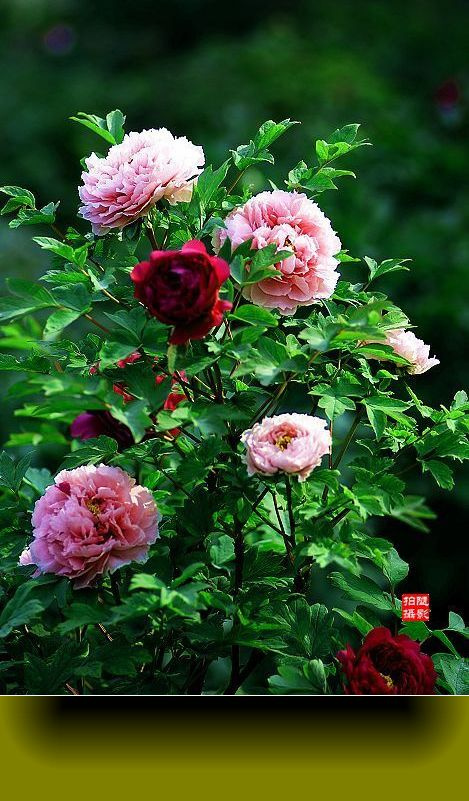春韵-花中之王牡丹花 (共p)