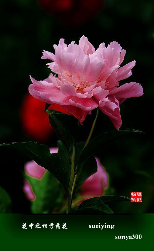 夏韵—花中之相芍药花(竖版专辑)