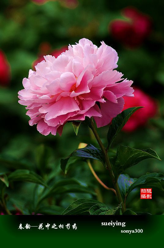 夏韵—花中之相芍药花(竖版专辑)