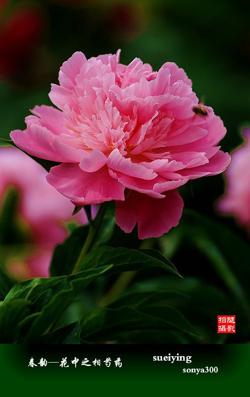 夏韵—花中之相芍药花(竖版专辑)
