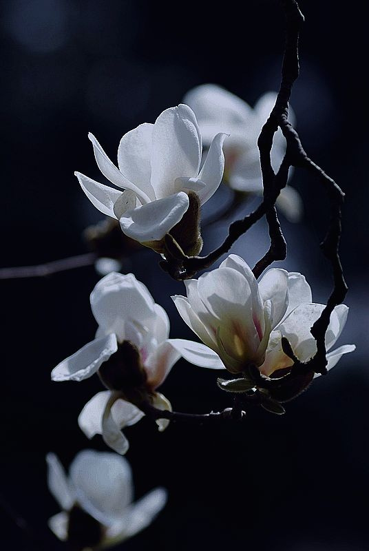 春韵又一春白玉兰花